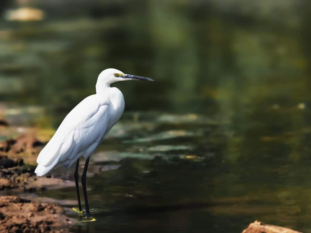 breathtaking bird sanctuaries