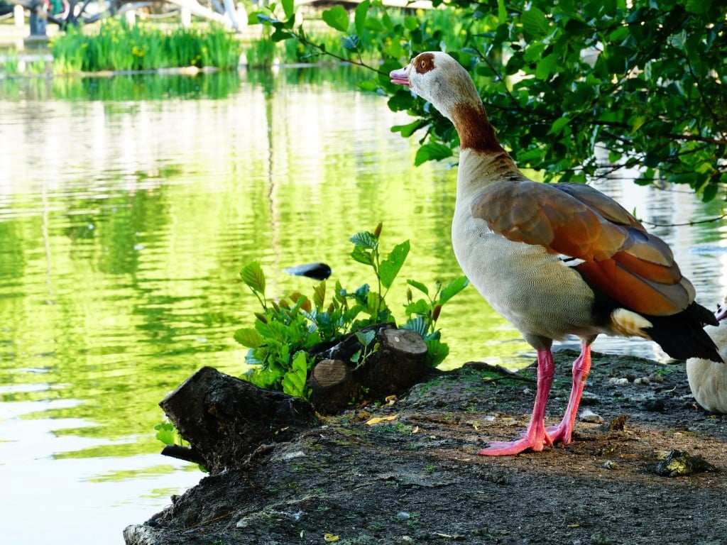 Nature photography