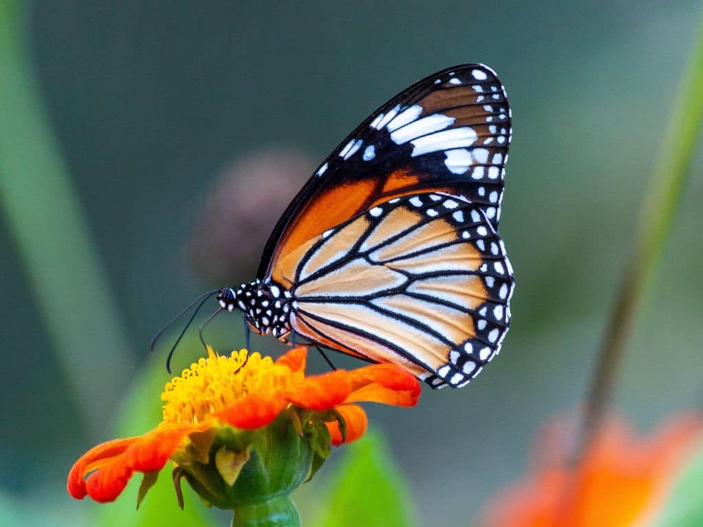 closeup shot beautiful butterfly with interesting textures petaled flower