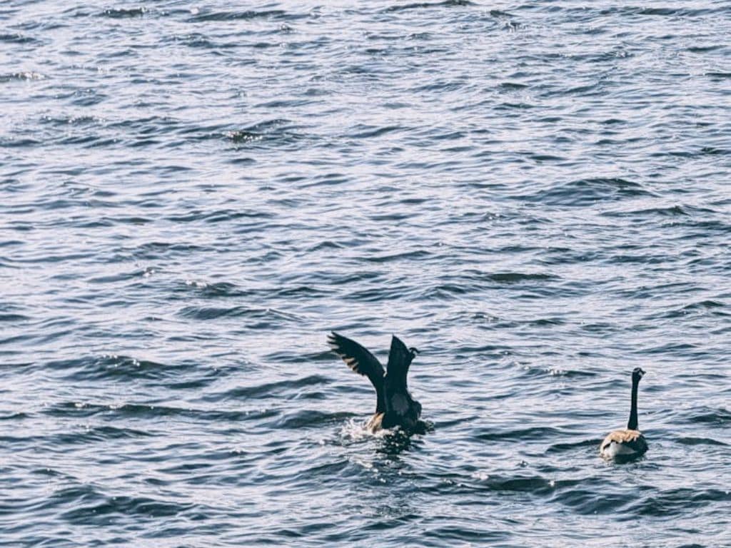 geese on kankariya lake ahmedabad