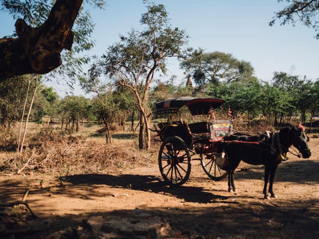 Traditional horse cart parked under trees in Saputara hill station, Gujarat
