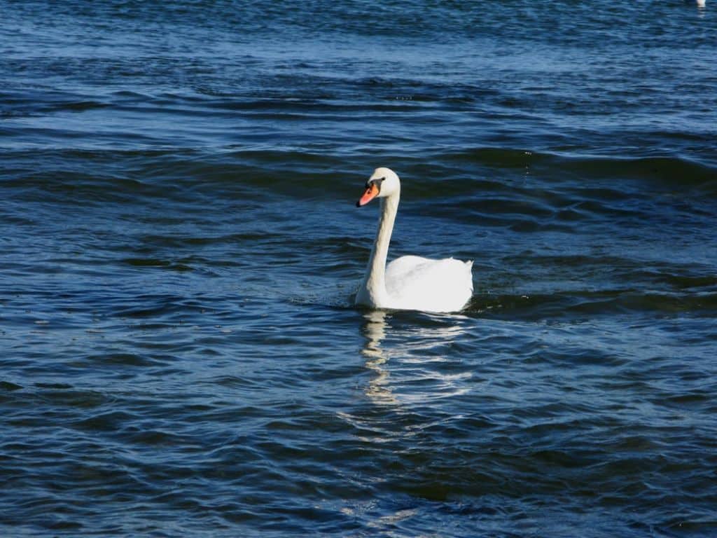White swan gliding on calm lake waters in Ahmedabad, symbolizing a peaceful and romantic escape