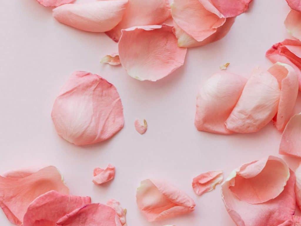 Soft pink rose petals for romantic dinner decor in Ahmedabad restaurants.
