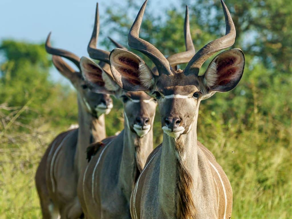 Blackbuck wildlife sighting near Ahmedabad Velavadar National Park Gujarat