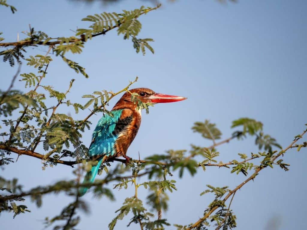 Colorful bird sighting near Ahmedabad nature and birdwatching destination in Gujarat