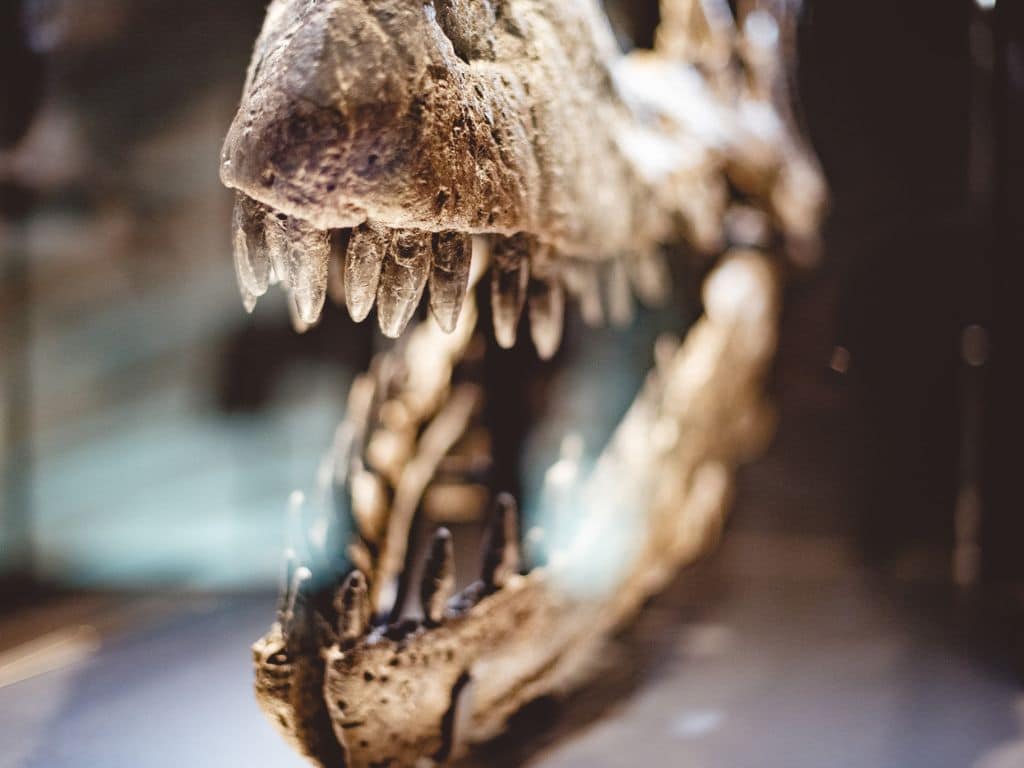 Dinosaur fossil museum near Ahmedabad prehistoric attraction in Gujarat